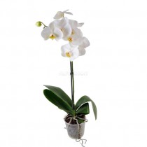 Phalenopsis Orchid 1 branch